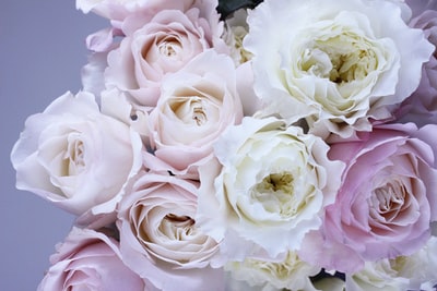 白色和粉色花朵

